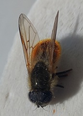 Cheilosia grossa