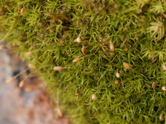 Hymenoloma crispulum