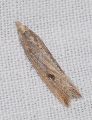 Bactra lancealana