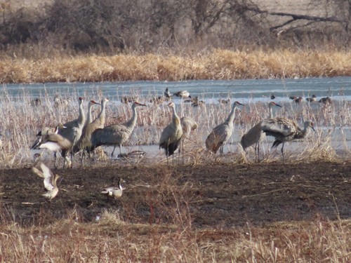 Sandhill Crane photographed in Missouri