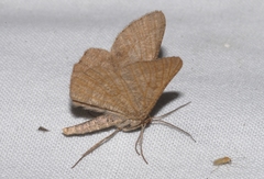 Isturgia murinaria