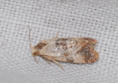 Neocochylis salebrana