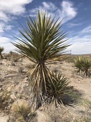 Yucca treculiana