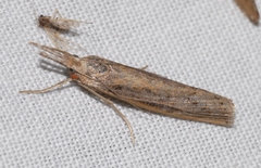 Agriphila tersellus
