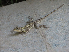 Psammophilus dorsalis