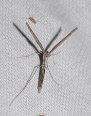 Agdistis meridionalis