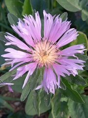 Centaurea pullata
