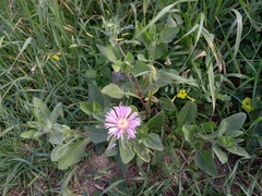 Centaurea pullata