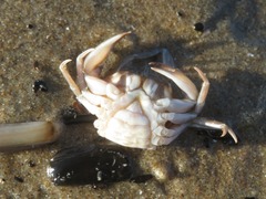 Liocarcinus navigator