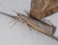 Agriphila tersellus