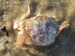 Liocarcinus navigator