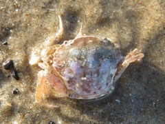 Liocarcinus navigator