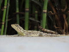 Psammophilus dorsalis