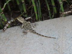 Psammophilus dorsalis