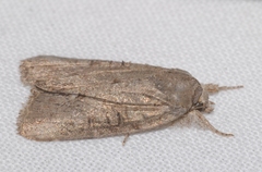 Bryophila raptricula