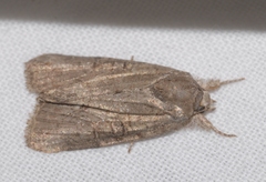 Bryophila raptricula