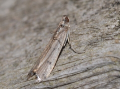 Phycitodes albatella