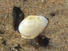 Abra alba