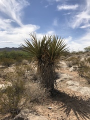 Yucca treculiana