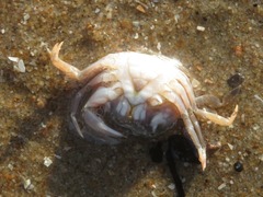 Liocarcinus navigator