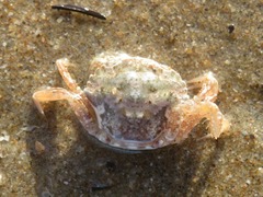 Liocarcinus navigator