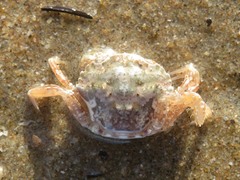 Liocarcinus navigator