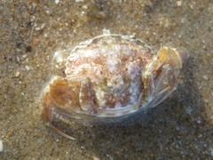 Liocarcinus navigator