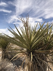 Yucca treculiana