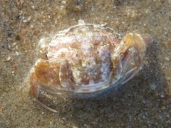 Liocarcinus navigator