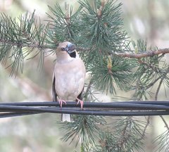 Coccothraustes coccothraustes