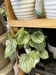 Peperomia argyreia