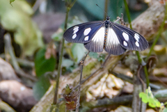 Acraea lycoa