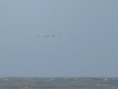 Somateria mollissima