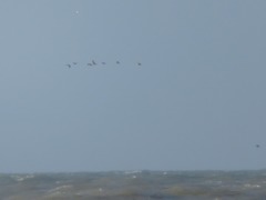 Somateria mollissima