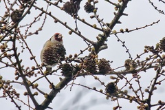 Carduelis carduelis