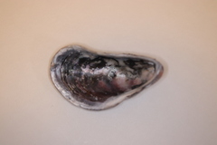 Modiolus nipponicus