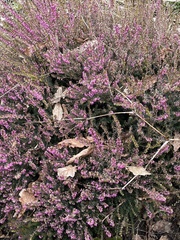 Erica carnea