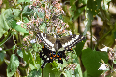 Papilio menestheus