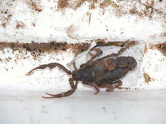 Parabuthus transvaalicus