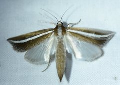 Carectocultus perstrialis