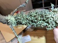 Tuckermanopsis americana