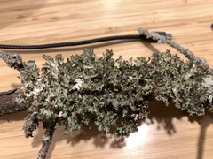 Tuckermanopsis americana