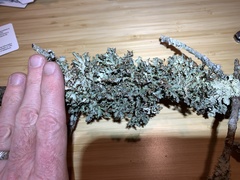 Tuckermanopsis americana