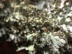 Tuckermanopsis americana