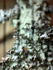 Tuckermanopsis americana