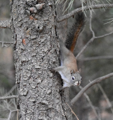 Tamiasciurus fremonti lychnuchus