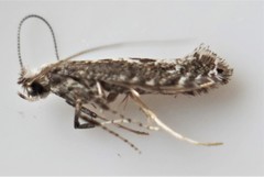 Parornix quadripunctella