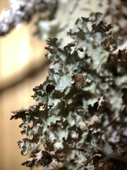 Tuckermanopsis americana