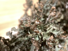 Tuckermanopsis americana