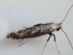 Parornix quadripunctella